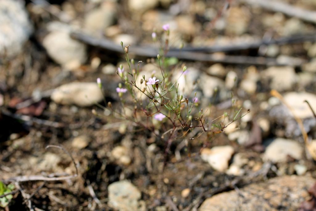 Gypsophila muralis / Gipsofila minuta